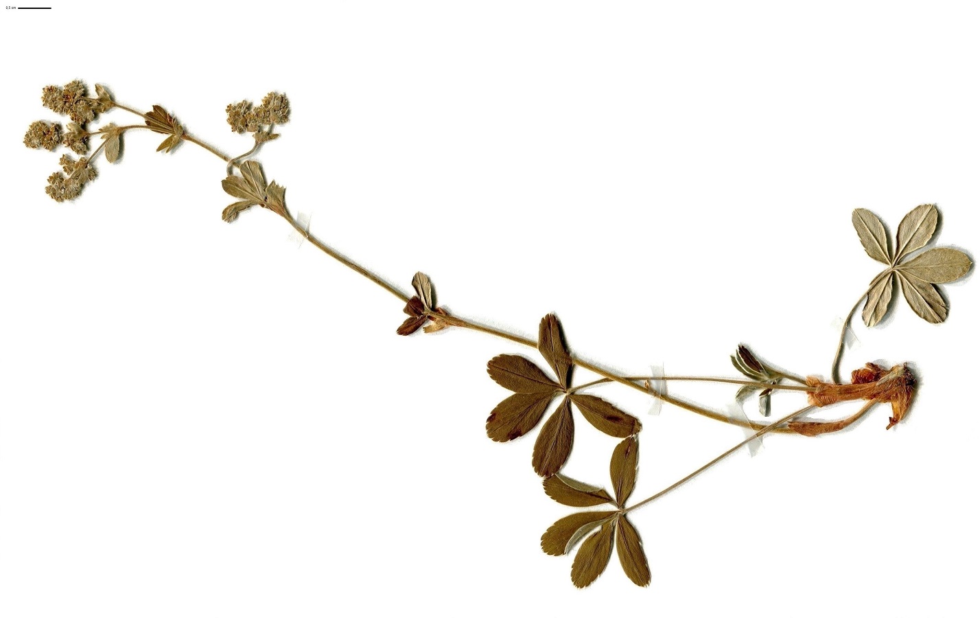 Alchemilla saxatilis (Rosaceae)